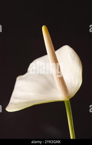 Pichet avec le nom scientifique (Zantedeschia aethiopica). Plante ornementale capturée avec un fond noir neutre. Banque D'Images