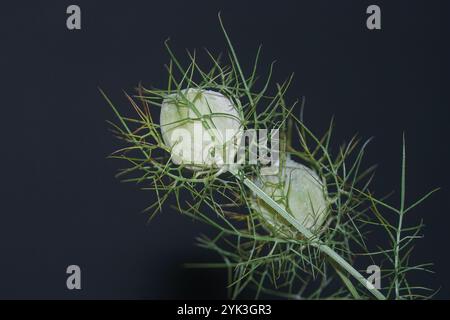Nigella damascena, communément appelée Lady-between-greens ou Lady's finger. Plante avec une sorte de boule avec des filaments verts autour d'elle, avec un dos neutre Banque D'Images