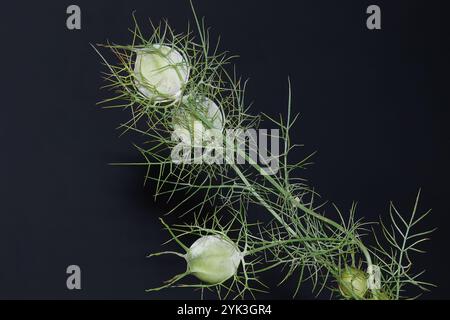 Nigella damascena, communément appelée Lady-between-greens ou Lady's finger. Plante avec une sorte de boule avec des filaments verts autour d'elle, avec un dos neutre Banque D'Images