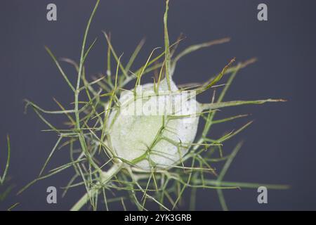 Nigella damascena, communément appelée Lady-between-greens ou Lady's finger. Plante avec une sorte de boule avec des filaments verts autour d'elle, avec un dos neutre Banque D'Images