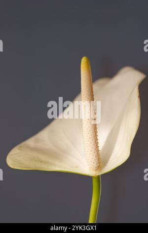 Pichet avec le nom scientifique (Zantedeschia aethiopica). Plante ornementale capturée avec un fond neutre. Banque D'Images