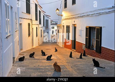 Chats dans la Carrer d'es Moli (Rue du Moulin), Village de Fornells, Minorque, archipel des Baleares, Espagne, Europe //chats dans la Carrer d'es Moli ( Banque D'Images