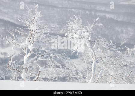 Arbres couverts de glace de rime épaisse et de neige dans le paysage hivernal Banque D'Images