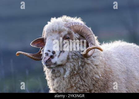 gros plan d'un grand bélier présentant d'impressionnantes cornes recourbées, une texture robuste et un regard intense Banque D'Images