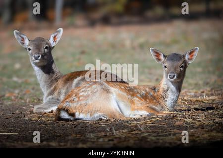 Deux jeunes cerfs en jachère debout ensemble dans un habitat naturel, présentant des caractéristiques délicates et des expressions douces (Dama dama) Banque D'Images