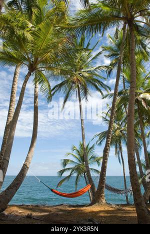 chemin de la pointe des Cayes, Ile Royale,Iles du Salut,Guyane,region et departement d'outre-mer francais,Amerique du Sud//path on pointe des Cayes, I Banque D'Images