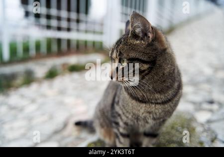 Gros plan d'un chat urbain gris Banque D'Images