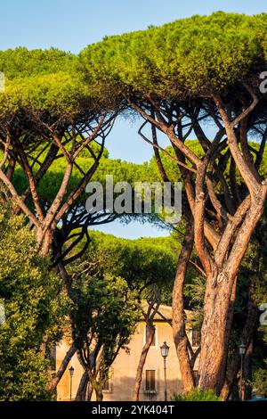 Pins de pierre italiens (Pinus pinea) avec leurs auvents caractéristiques en forme de parapluie, debout haut dans colle Oppio Park, Rome, Italie Banque D'Images