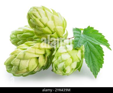 Houblon vert frais ou fleurs de cône de houblon avec des feuilles sur fond blanc. Le fichier contient un chemin de détourage. Banque D'Images