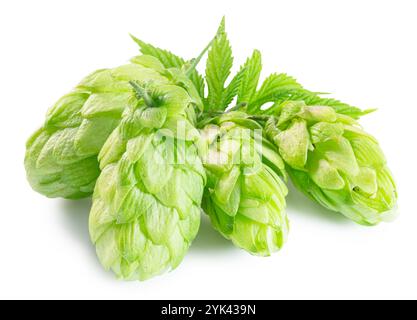 Houblon vert frais ou fleurs de cône de houblon avec des feuilles sur fond blanc. Le fichier contient un chemin de détourage. Banque D'Images