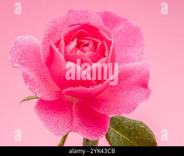 Rose rose rose ouverte ou rose bulgare recouverte de petites gouttes d'eau sur fond rose. Banque D'Images