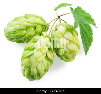 Houblon vert frais ou fleurs de cône de houblon avec des feuilles sur fond blanc. Le fichier contient un chemin de détourage. Banque D'Images