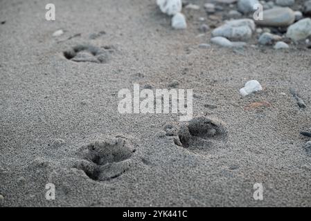 Empreintes de sabots de cerfs dans le lit de la rivière Tagliamento:sable : les sentiers sont utilisés par les chasseurs à des fins de suivi Banque D'Images