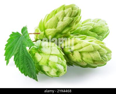 Houblon vert frais ou fleurs de cône de houblon avec des feuilles sur fond blanc. Le fichier contient un chemin de détourage. Banque D'Images