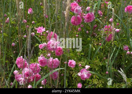 Rosiers sauvages (Rosa rugosa) et graminées poussant sur le bord de la route Banque D'Images