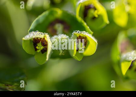 Gros plan des fleurs méditerranéennes - Euphorbia characias, ou étincelle albanaise Banque D'Images