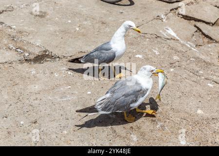Sur un quai du port de pêche d'Essaouira, au Maroc, deux mouettes se battent pour une sardine Banque D'Images