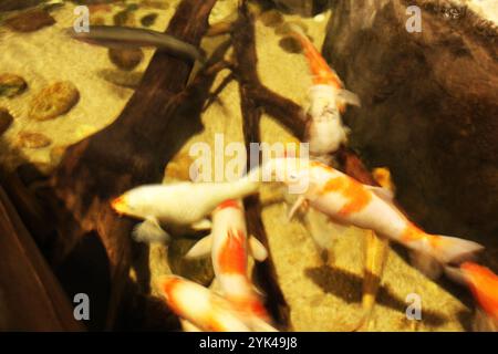 Cyprinus carpio haematopterus Kohaku dans l'étang vue d'en haut. Banque D'Images