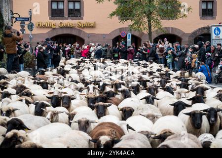 Nuremberg, Allemagne. 17 novembre 2024. Environ 700 moutons traversent le centre-ville de Nuremberg. Le berger Thomas Gackstatter, ses enfants et ses aides défilent autour de 700 moutons dans le centre-ville de Nuremberg pour amener les animaux dans leurs pâturages d'hiver. Crédit : Daniel Vogl/dpa/Alamy Live News Banque D'Images