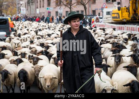 Nuremberg, Allemagne. 17 novembre 2024. Tim Gackstatter conduit environ 700 moutons dans le centre-ville de Nuremberg. Le berger Thomas Gackstatter, ses enfants et ses assistants conduisent environ 700 moutons à travers le centre-ville de Nuremberg pour amener les animaux dans leurs pâturages d'hiver. Crédit : Daniel Vogl/dpa/Alamy Live News Banque D'Images