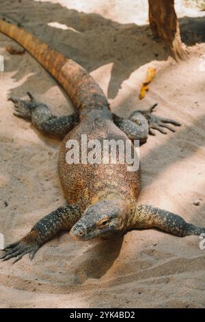 Une vue de haut en bas d'un énorme Dragon de Komodo couché sur le sol au zoo. Banque D'Images