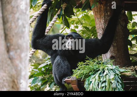 Portrait d'un gibbon de l'espèce siamang, assis sur un arbre avec ses longs bras Banque D'Images