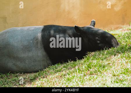 Plan moyen d'un tapir malais noir et blanc couché sur l'herbe verte. Banque D'Images