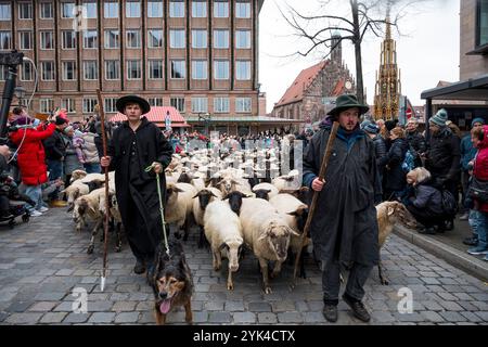 Nuremberg, Allemagne. 17 novembre 2024. Tim Gackstatter (à gauche) conduit environ 700 moutons dans le centre-ville de Nuremberg. Le berger Thomas Gackstatter, ses enfants et ses assistants conduisent environ 700 moutons à travers le centre-ville de Nuremberg pour amener les animaux dans leurs pâturages d'hiver. Crédit : Daniel Vogl/dpa/Alamy Live News Banque D'Images