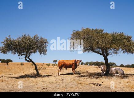 Vaches en Alentejo, Beira Baixa Banque D'Images