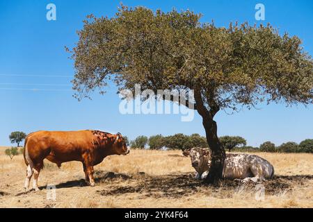 Vaches en Alentejo, Beira Baixa Banque D'Images