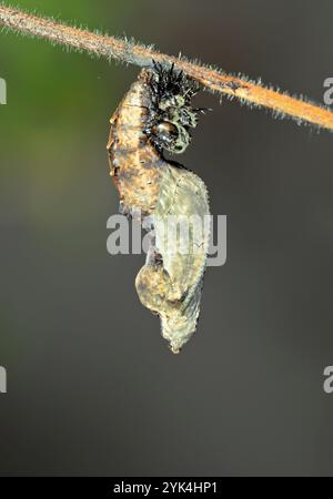 Pupa de fritillaire du Golfe ou papillon passion (dione [Agraulis] vanille) accroché à la vigne de passiflore, Galveston, Texas, USA Banque D'Images