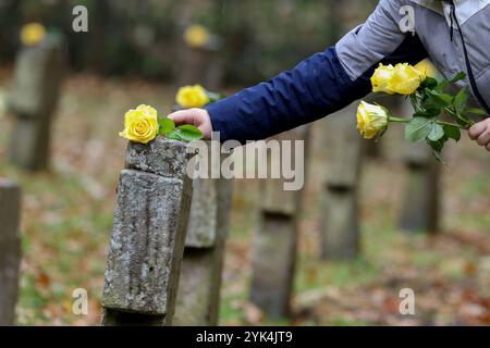 Es werden gelbe Rosen auf die Steinkreuze gelegt. Volkstrauertag, zum Gedenken an die Toten der beiden Weltkriege. Kreisehrengedenkstaette Kreisehrengedenkstätte in Siegen-Gosenbach Volkstrauertag am 17.11.2024 in Siegen/Deutschland. *** Des roses jaunes sont placées sur les croix de pierre Volkstrauertag, en mémoire des morts des deux guerres mondiales Kreisehrengedenkstaette Kreisehrengedenkstätte à Siegen Gosenbach Volkstrauertag le 17 11 2024 à Siegen Allemagne Banque D'Images