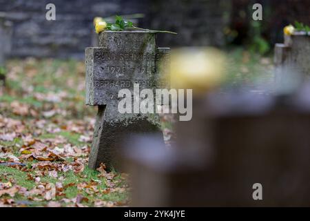 Es wurden gelbe Rosen auf die Steinkreuze gelegt. Volkstrauertag, zum Gedenken an die Toten der beiden Weltkriege. Kreisehrengedenkstaette Kreisehrengedenkstätte in Siegen-Gosenbach Volkstrauertag am 17.11.2024 in Siegen/Deutschland. *** Des roses jaunes ont été placées sur les croix de pierre Volkstrauertag, en mémoire des morts des deux guerres mondiales Kreisehrengedenkstaette Kreisehrengedenkstätte à Siegen Gosenbach Volkstrauertag le 17 11 2024 à Siegen Allemagne Banque D'Images