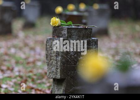 Es wurden gelbe Rosen auf die Steinkreuze gelegt. Volkstrauertag, zum Gedenken an die Toten der beiden Weltkriege. Kreisehrengedenkstaette Kreisehrengedenkstätte in Siegen-Gosenbach Volkstrauertag am 17.11.2024 in Siegen/Deutschland. *** Des roses jaunes ont été placées sur les croix de pierre Volkstrauertag, en mémoire des morts des deux guerres mondiales Kreisehrengedenkstaette Kreisehrengedenkstätte à Siegen Gosenbach Volkstrauertag le 17 11 2024 à Siegen Allemagne Banque D'Images