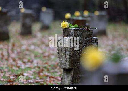 Es wurden gelbe Rosen auf die Steinkreuze gelegt. Volkstrauertag, zum Gedenken an die Toten der beiden Weltkriege. Kreisehrengedenkstaette Kreisehrengedenkstätte in Siegen-Gosenbach Volkstrauertag am 17.11.2024 in Siegen/Deutschland. *** Des roses jaunes ont été placées sur les croix de pierre Volkstrauertag, en mémoire des morts des deux guerres mondiales Kreisehrengedenkstaette Kreisehrengedenkstätte à Siegen Gosenbach Volkstrauertag le 17 11 2024 à Siegen Allemagne Banque D'Images