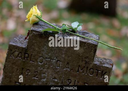 Es wurden gelbe Rosen auf die Steinkreuze gelegt. Volkstrauertag, zum Gedenken an die Toten der beiden Weltkriege. Kreisehrengedenkstaette Kreisehrengedenkstätte in Siegen-Gosenbach Volkstrauertag am 17.11.2024 in Siegen/Deutschland. *** Des roses jaunes ont été placées sur les croix de pierre Volkstrauertag, en mémoire des morts des deux guerres mondiales Kreisehrengedenkstaette Kreisehrengedenkstätte à Siegen Gosenbach Volkstrauertag le 17 11 2024 à Siegen Allemagne Banque D'Images