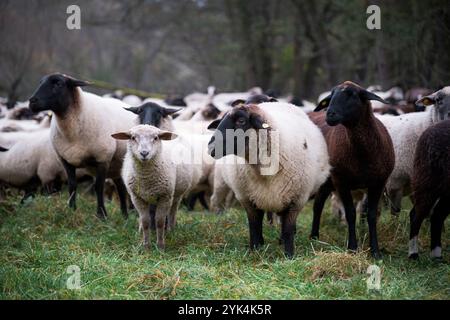 Nuremberg, Allemagne. 17 novembre 2024. Les moutons du berger Thomas Gackstatter se dressent dans un pré. Le berger Thomas Gackstatter se promène avec ses enfants et ses aides à travers le centre-ville de Nuremberg avec environ 700 moutons pour amener les animaux dans leurs pâturages d'hiver. Crédit : Daniel Vogl/dpa/Alamy Live News Banque D'Images