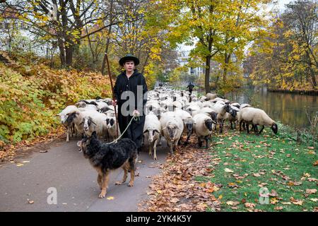 Nuremberg, Allemagne. 17 novembre 2024. Tim Gackstatter, berger en formation, marche le long de la rivière Pegnitz avec les moutons de son père. Le berger Thomas Gackstatter, ses enfants et ses assistants emmènent environ 700 moutons à travers le centre-ville de Nuremberg pour amener les animaux dans leurs pâturages d'hiver. Crédit : Daniel Vogl/dpa/Alamy Live News Banque D'Images