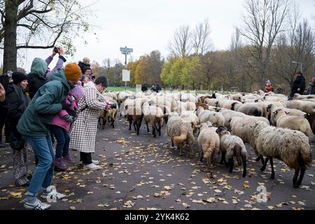 Nuremberg, Allemagne. 17 novembre 2024. Le troupeau de moutons du berger Thomas Gackstatter se déplace sur le Wöhrder Wiese et est photographié par les spectateurs. Le berger Thomas Gackstatter, avec ses enfants et ses aides, déplace environ 700 moutons à travers le centre-ville de Nuremberg pour emmener les animaux dans leurs pâturages d'hiver. Crédit : Daniel Vogl/dpa/Alamy Live News Banque D'Images