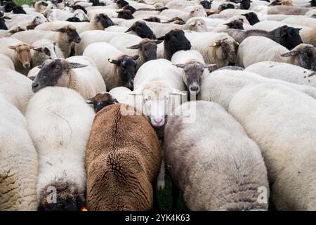 Nuremberg, Allemagne. 17 novembre 2024. Les moutons du berger Thomas Gackstatter reposent sur le Wöhrder Wiese. Le berger Thomas Gackstatter, ses enfants et ses assistants emmènent environ 700 moutons à travers le centre-ville de Nuremberg pour amener les animaux dans leurs pâturages d'hiver. Crédit : Daniel Vogl/dpa/Alamy Live News Banque D'Images