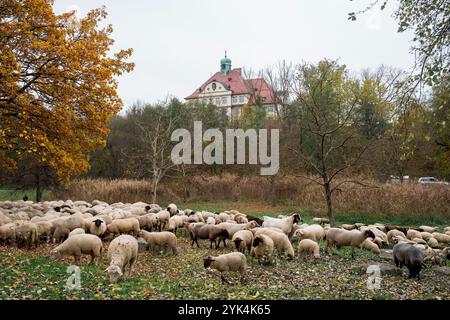 Nuremberg, Allemagne. 17 novembre 2024. Les moutons du berger Thomas Gackstatter paissent dans les prairies le long du Pegnitz. Le berger Thomas Gackstatter, ses enfants et ses assistants emmènent environ 700 moutons à travers le centre-ville de Nuremberg pour amener les animaux dans leurs pâturages d'hiver. Crédit : Daniel Vogl/dpa/Alamy Live News Banque D'Images