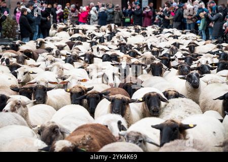 Nuremberg, Allemagne. 17 novembre 2024. Le troupeau de moutons du berger Thomas Gackstatter traverse le centre-ville de Nuremberg. Le berger Thomas Gackstatter se promène avec ses enfants et ses assistants dans le centre-ville de Nuremberg avec environ 700 moutons pour amener les animaux dans leurs pâturages d'hiver. Crédit : Daniel Vogl/dpa/Alamy Live News Banque D'Images