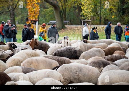 Nuremberg, Allemagne. 17 novembre 2024. Le troupeau de moutons du berger Thomas Gackstatter se dresse sur la Wöhrder Wiese et est photographié par les spectateurs. Le berger Thomas Gackstatter se promène avec ses enfants et ses assistants dans le centre-ville de Nuremberg avec environ 700 moutons pour amener les animaux dans leurs pâturages d'hiver. Crédit : Daniel Vogl/dpa/Alamy Live News Banque D'Images