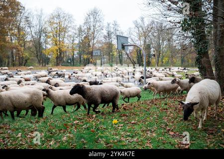 Nuremberg, Allemagne. 17 novembre 2024. Le troupeau de moutons du berger Thomas Gackstatter se déplace sur un terrain de basket-ball. Le berger Thomas Gackstatter se promène avec ses enfants et ses assistants dans le centre-ville de Nuremberg avec environ 700 moutons pour amener les animaux dans leurs pâturages d'hiver. Crédit : Daniel Vogl/dpa/Alamy Live News Banque D'Images