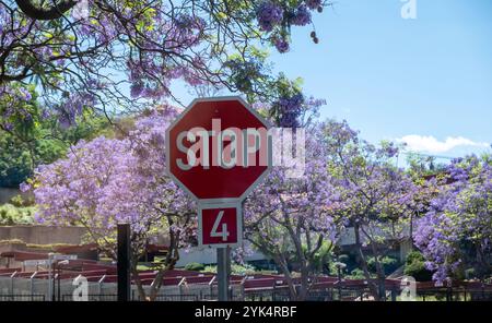 Panneau stop, panneau d'avertissement de la route de couleur rouge, arbres jacarandas en fleurs et baclground de ciel bleu, Afrique du Sud Banque D'Images