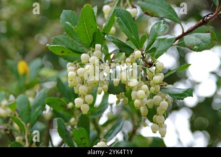 Fleurs blanches, de l'Arbutus unedo, communément appelé fraisier, en fleur. Banque D'Images