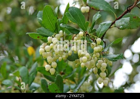 Fleurs blanches, de l'Arbutus unedo, communément appelé fraisier, en fleur. Banque D'Images