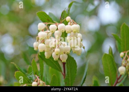 Fleurs blanches, de l'Arbutus unedo, communément appelé fraisier, en fleur. Banque D'Images