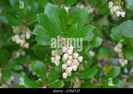 Fleurs blanches, de l'Arbutus unedo, communément appelé fraisier, en fleur. Banque D'Images