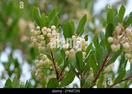 Fleurs blanches, de l'Arbutus unedo, communément appelé fraisier, en fleur. Banque D'Images